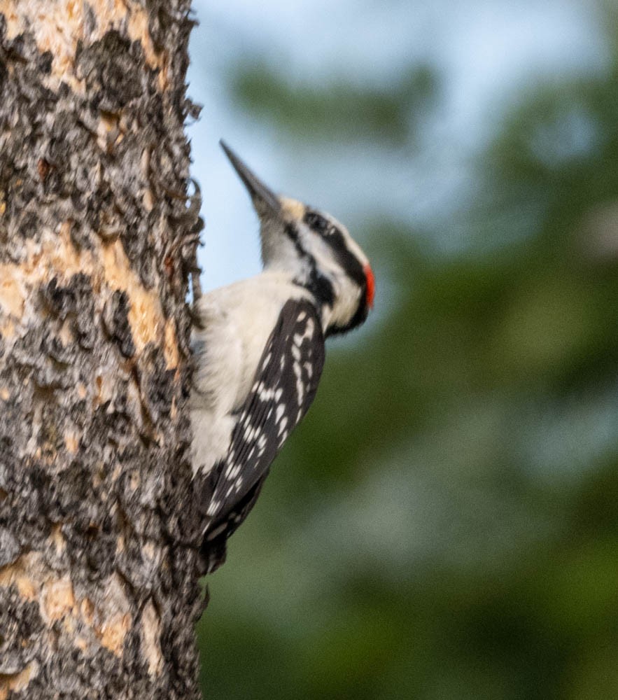 Hairy Woodpecker - ML608587538