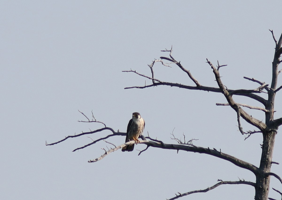 Peregrine Falcon - ML608587556