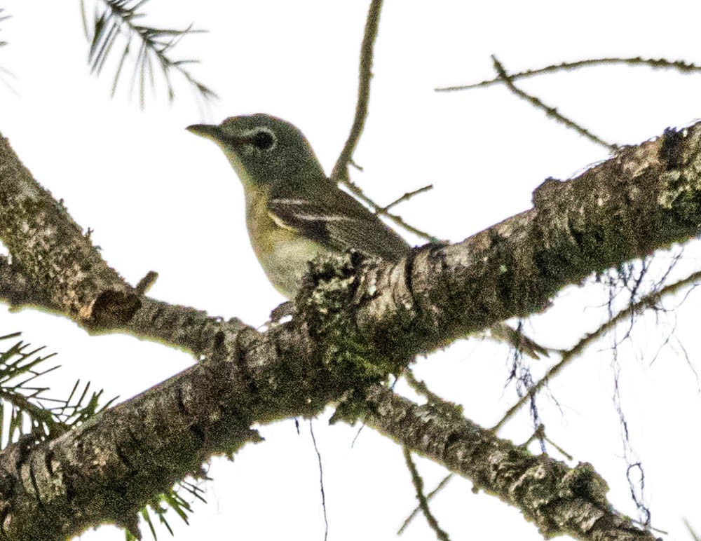 Cassinvireo - ML608587727