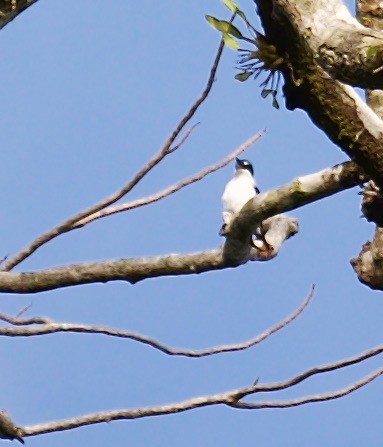 Martin-chasseur à dos blanc - ML608587927