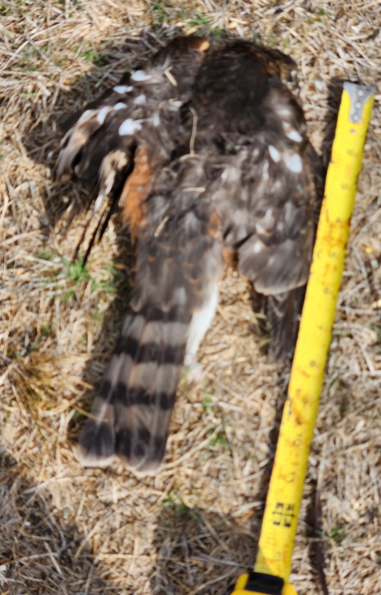 Sharp-shinned Hawk - ML608587932