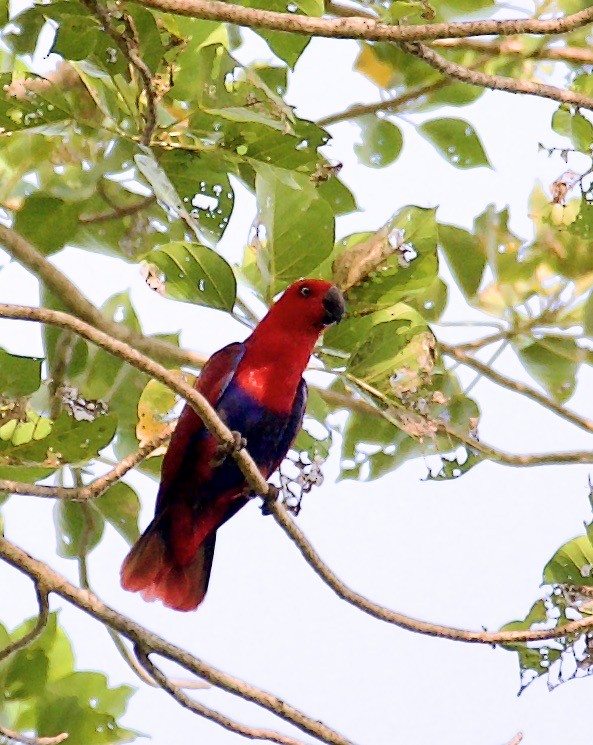 Papua Eklektus Papağanı - ML608587975