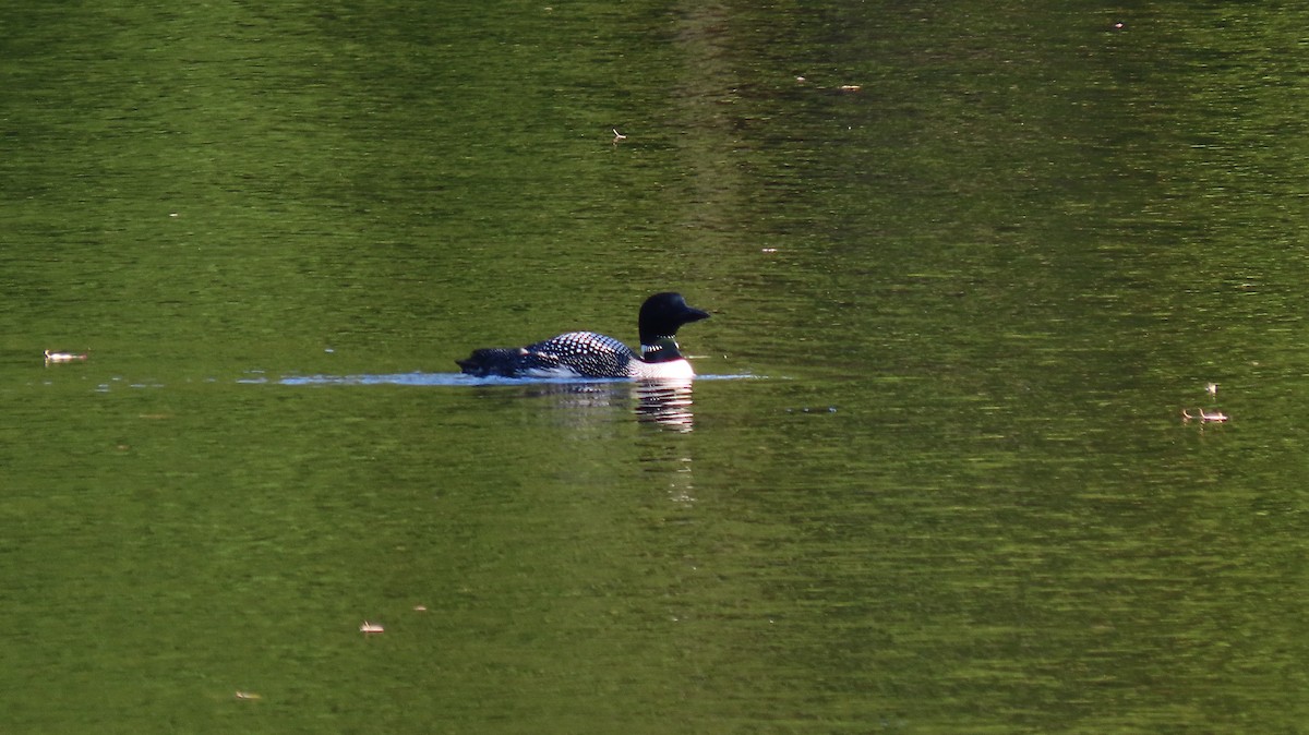 Common Loon - ML608587979