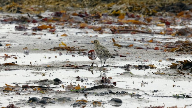 European Golden-Plover - ML608587980