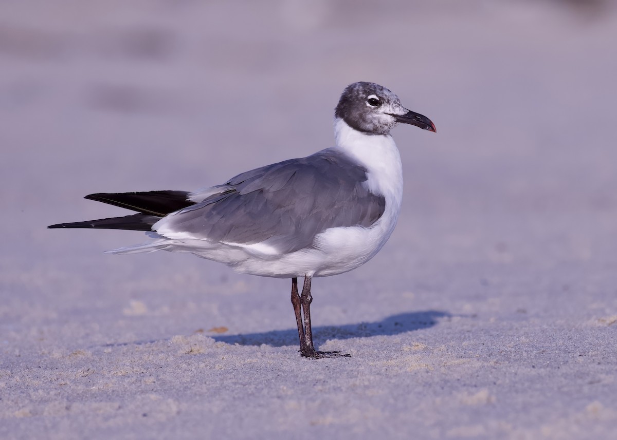 Laughing Gull - ML608587982