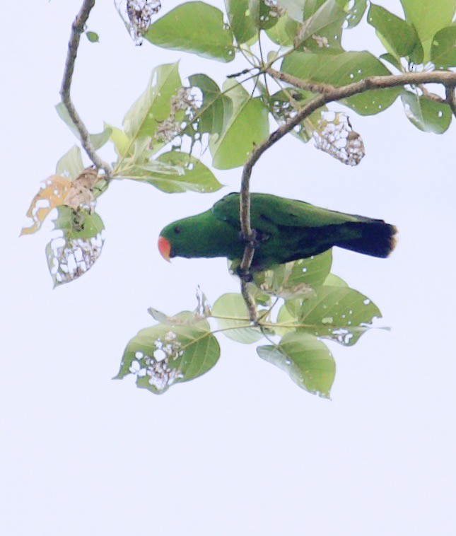 Papua Eklektus Papağanı - ML608587985
