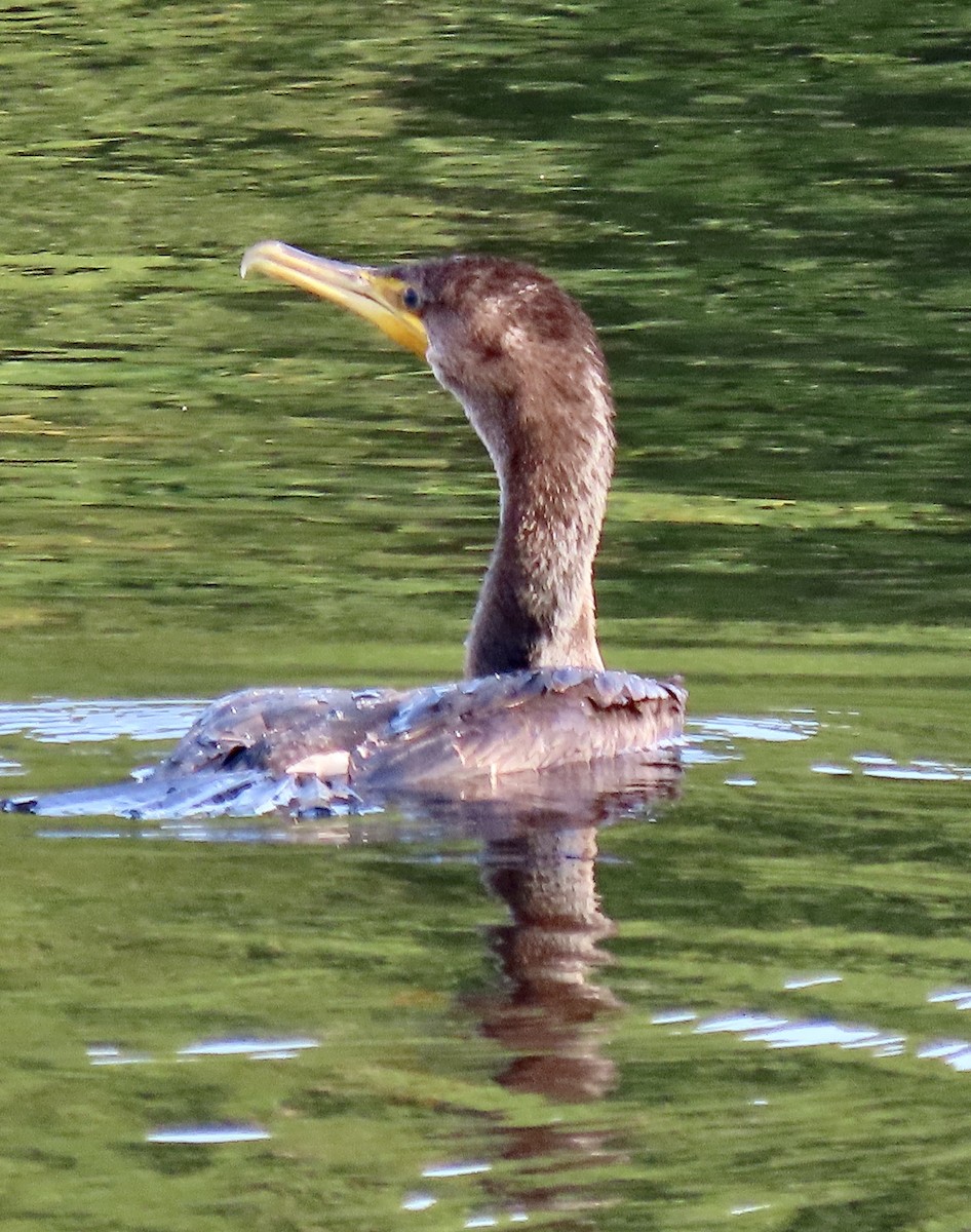 Double-crested Cormorant - ML608587990