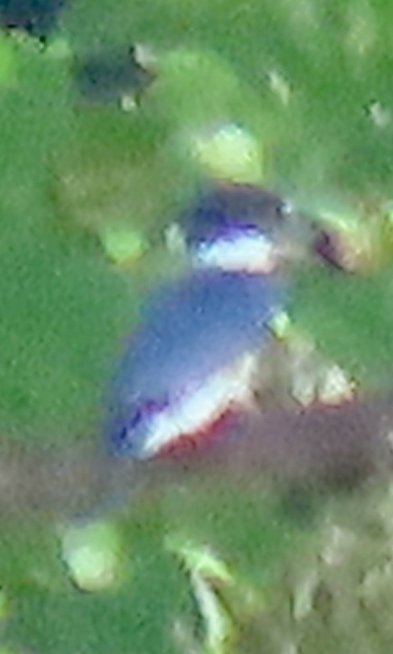 Belted Kingfisher - ML608587997