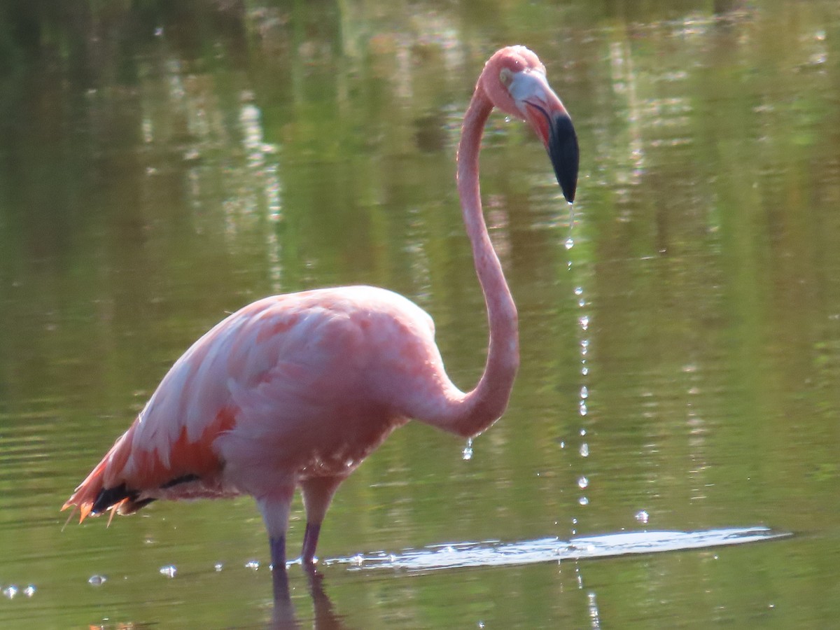 American Flamingo - Mark Domincovich