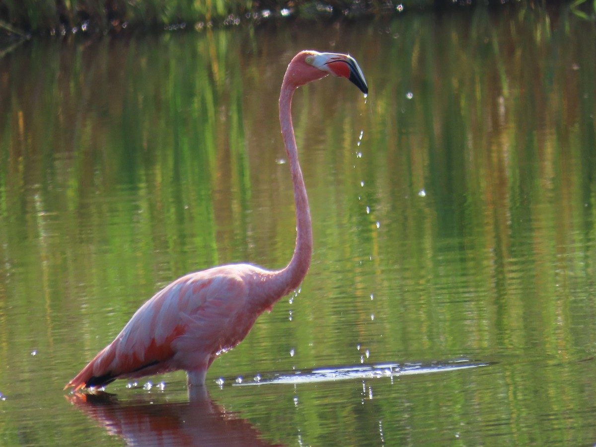 American Flamingo - Mark Domincovich