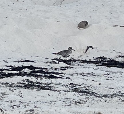 Black-bellied Plover - Susanna Donato