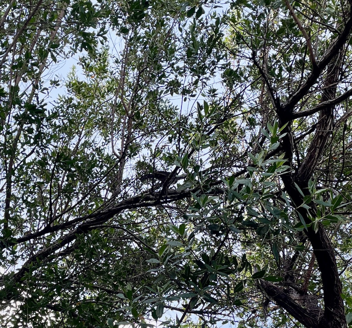 Plain Chachalaca - Susanna Donato