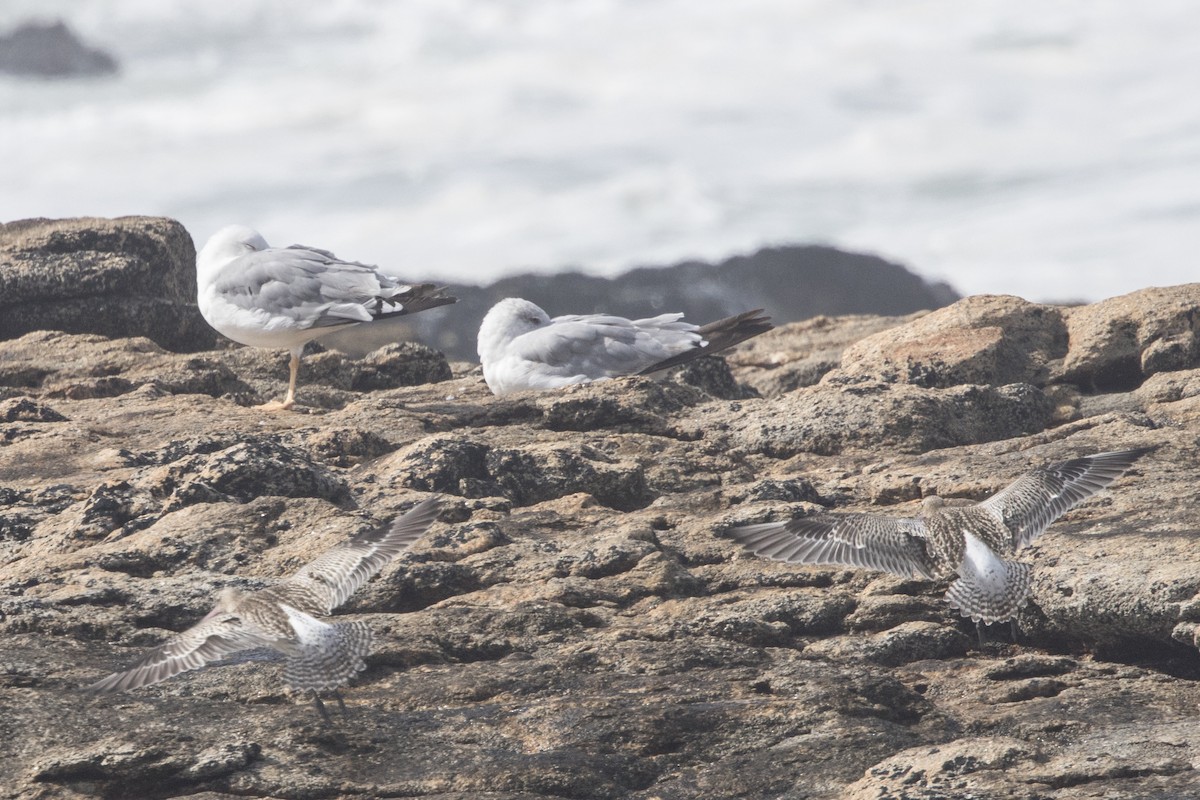 Bar-tailed Godwit - ML608588185