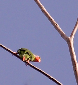 Red-flanked Lorikeet - ML608588208