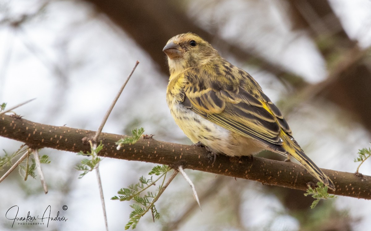 Yellow-crowned Canary - ML608588229