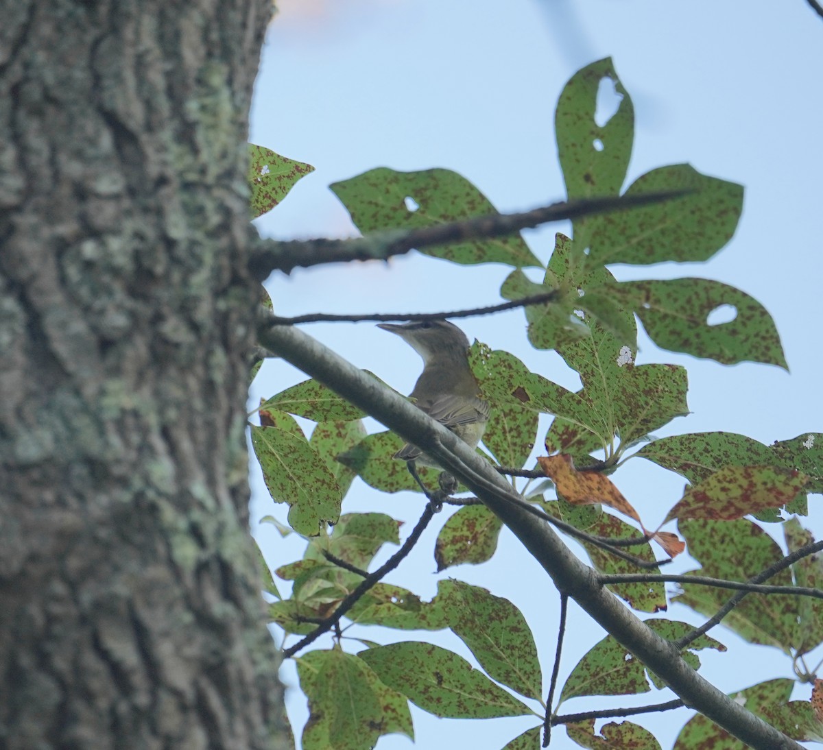Red-eyed Vireo - ML608588238