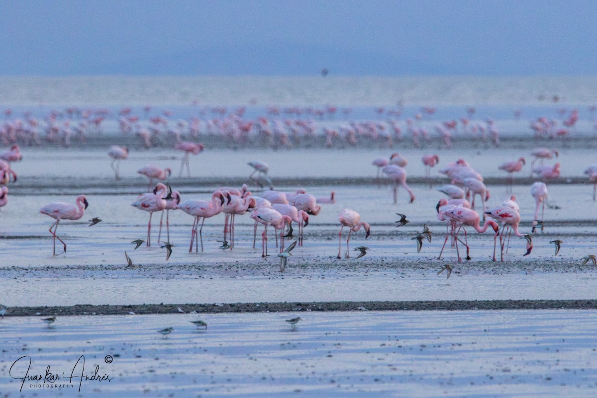 Lesser Flamingo - ML608588265