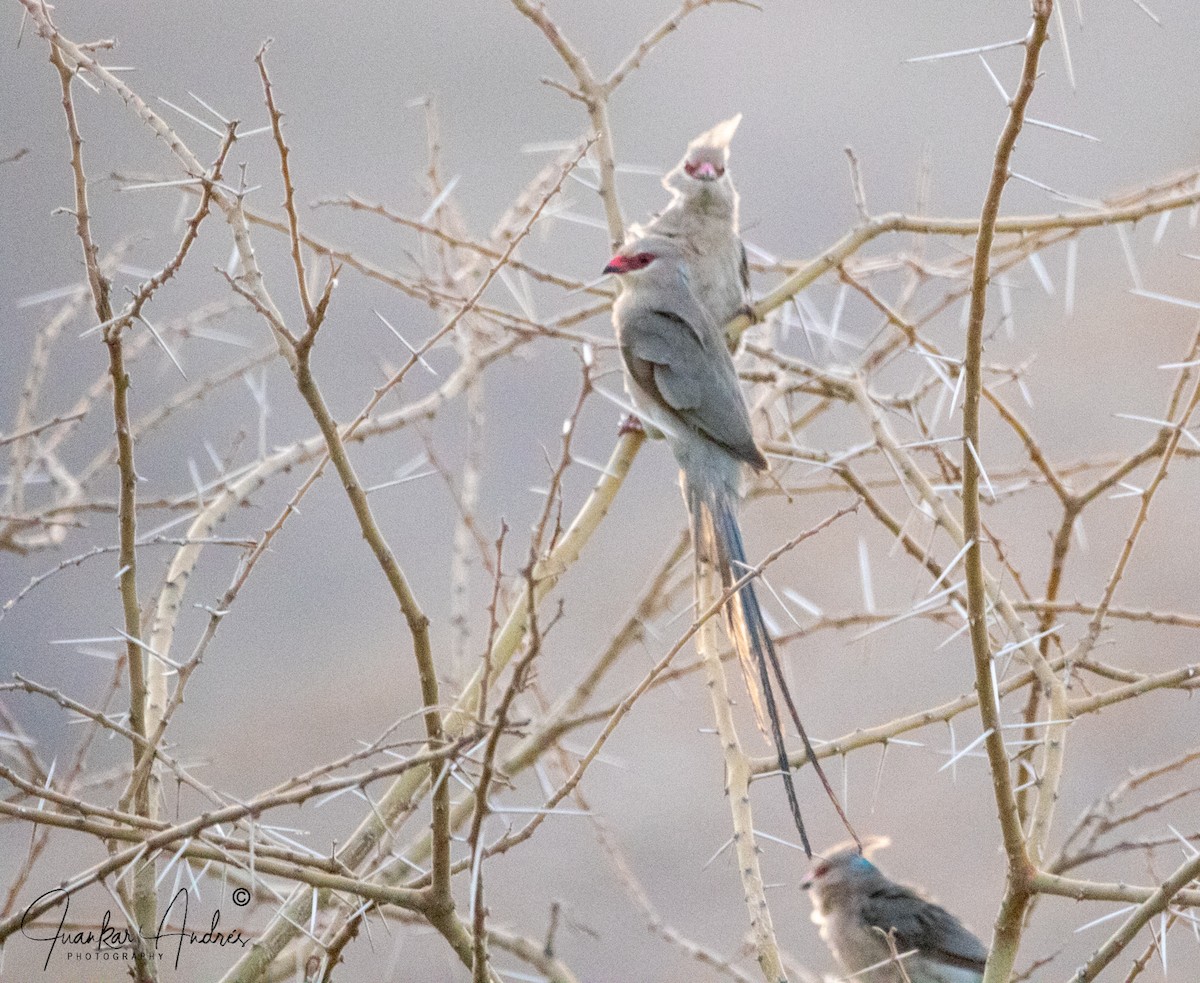 Blue-naped Mousebird - Juan Carlos Andrés