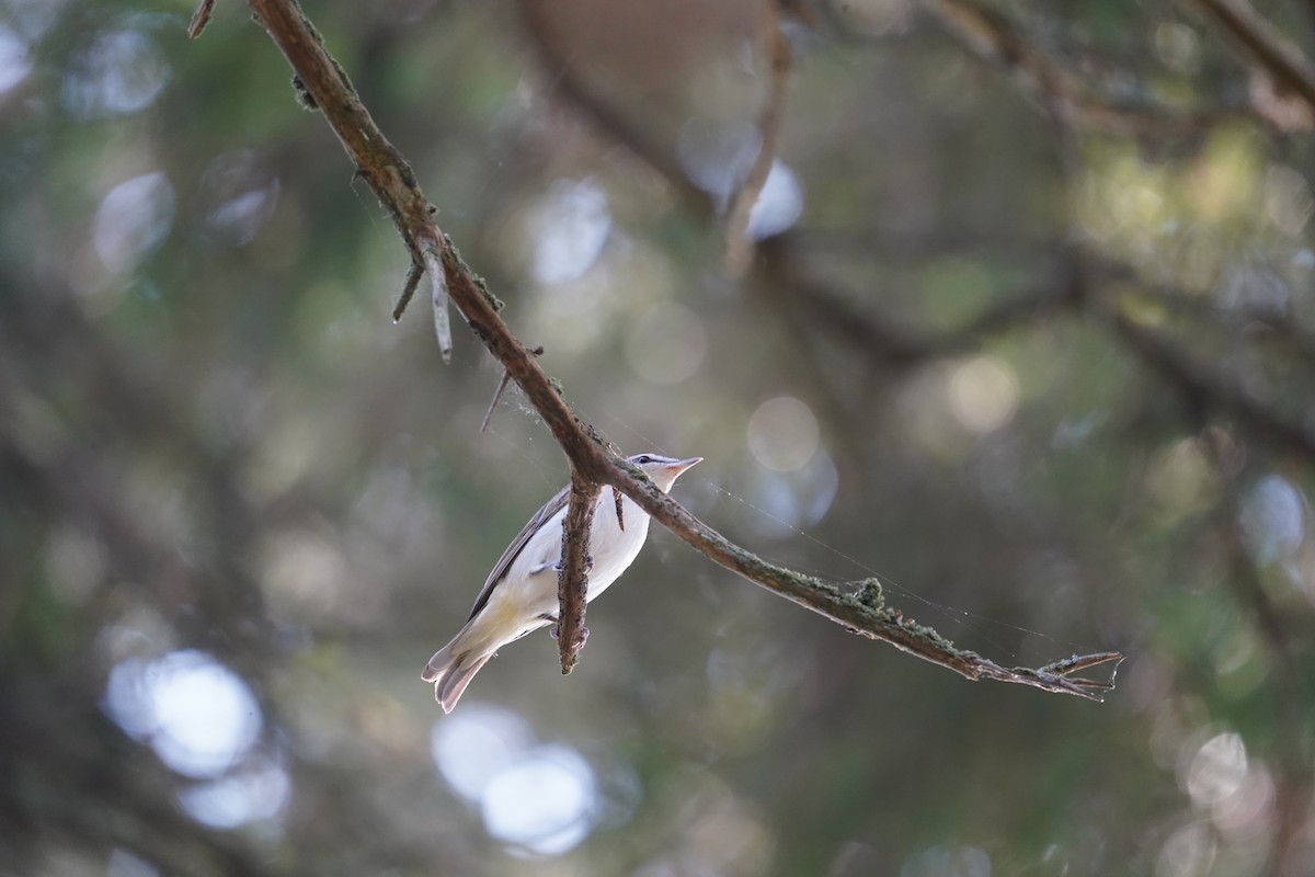 Rotaugenvireo - ML608588281