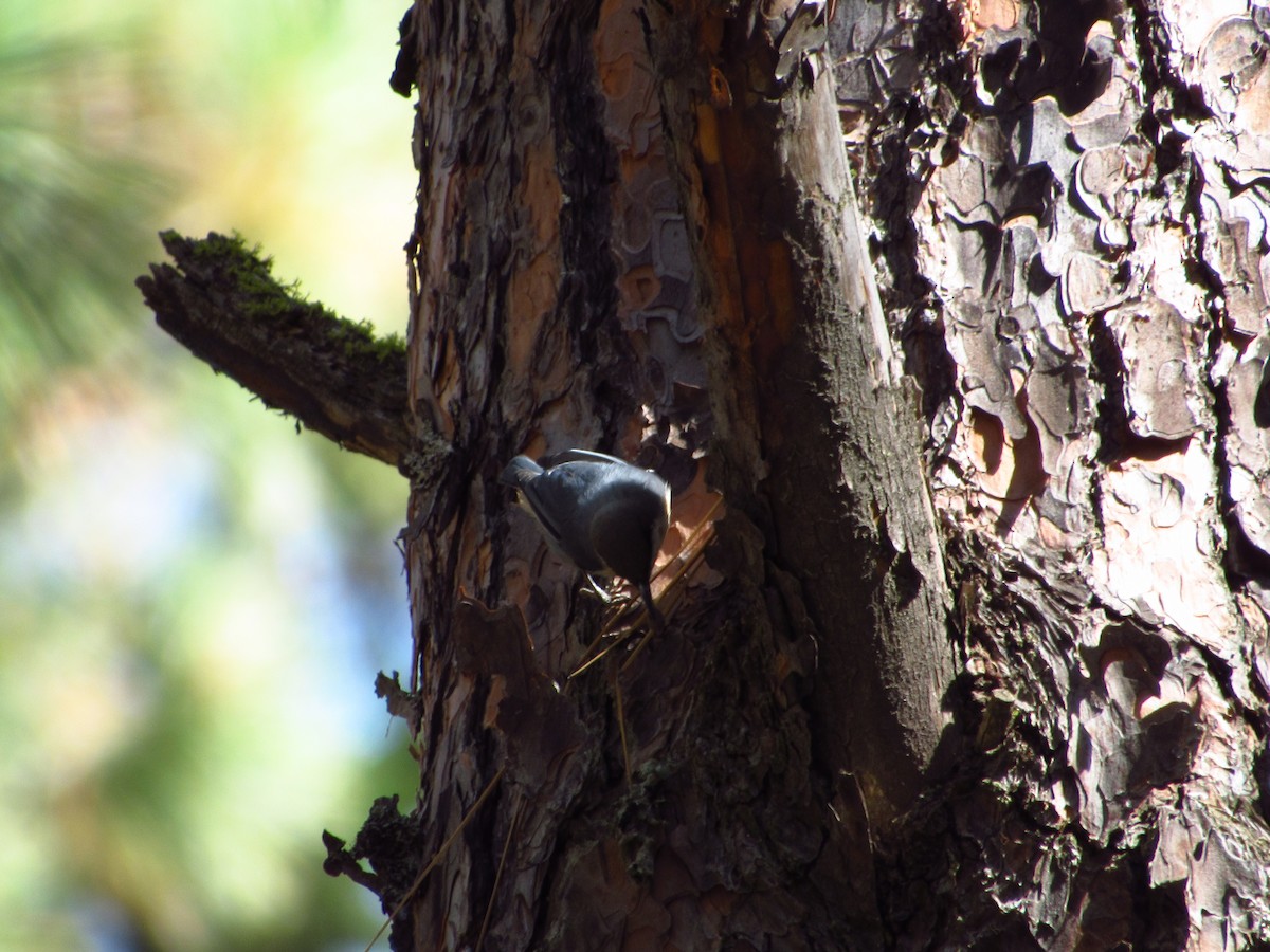 Pygmy Nuthatch - Eric Ray