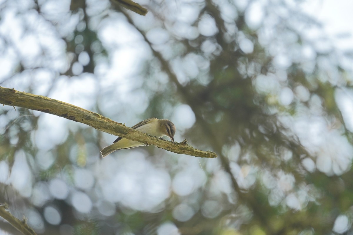 Rotaugenvireo - ML608588292