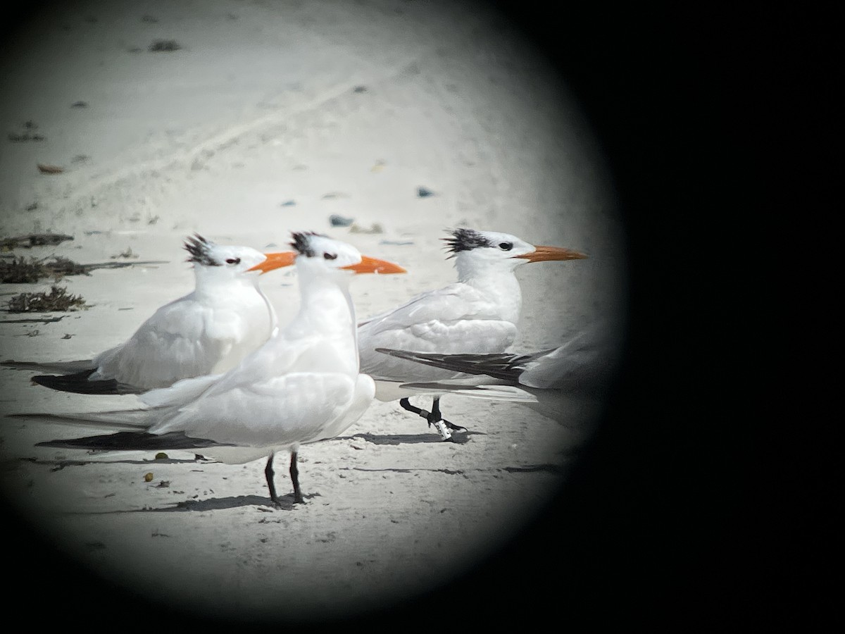 Royal Tern - Kyle Lindemer