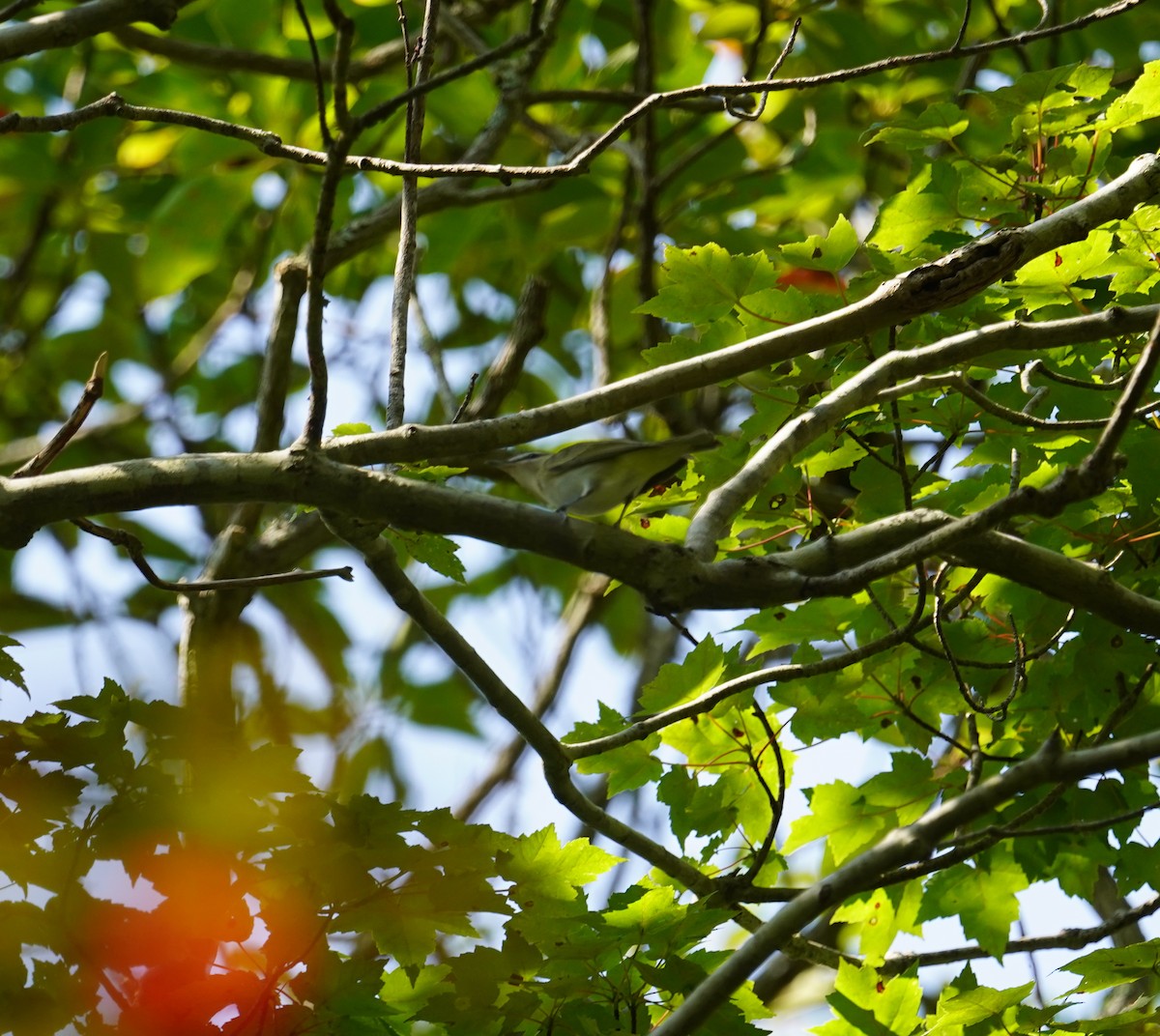 Rotaugenvireo - ML608588318