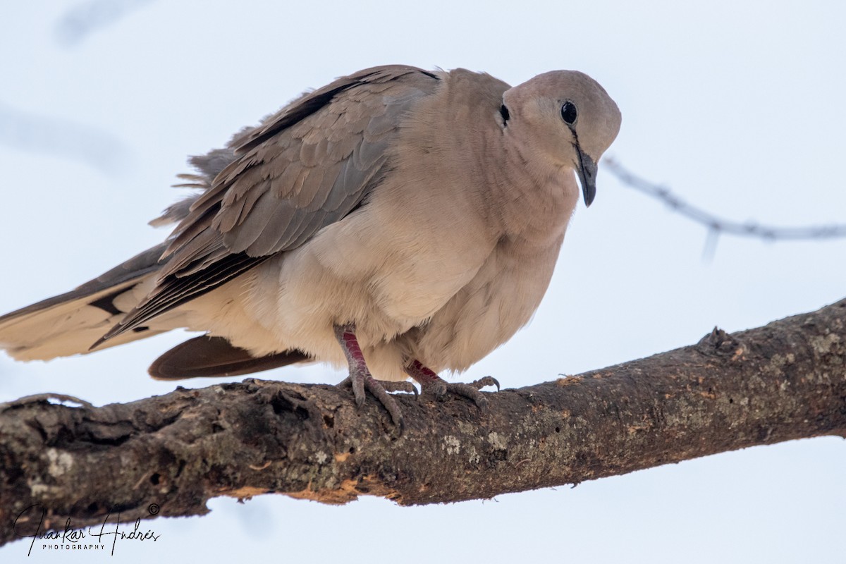 Ring-necked Dove - Juan Carlos Andrés