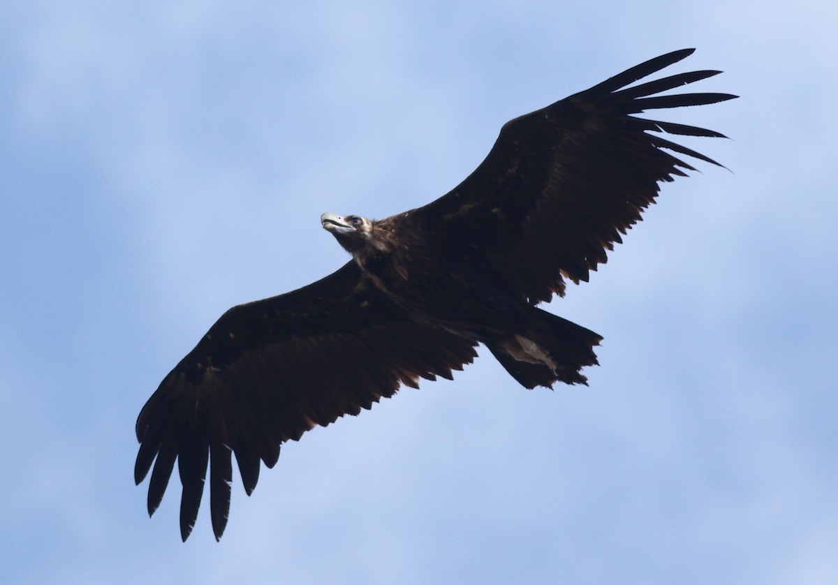 Cinereous Vulture - ML608588415