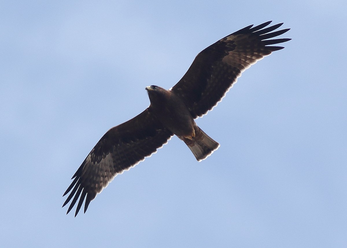 Booted Eagle - ML608588451