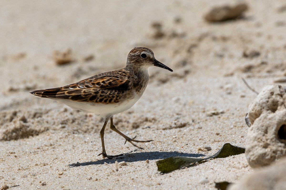 Least Sandpiper - ML608588455