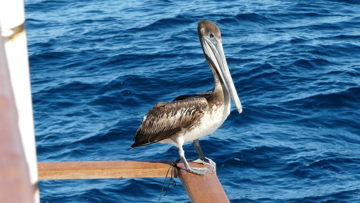 Brown Pelican - ML608588493