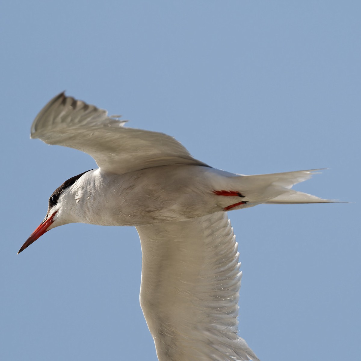 Common Tern - Zbigniew Wnuk