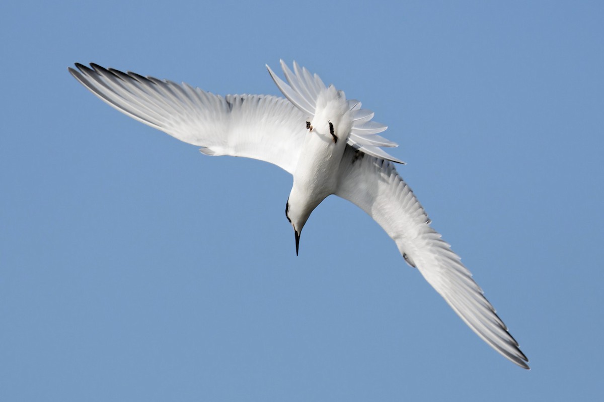 Common Tern - Zbigniew Wnuk