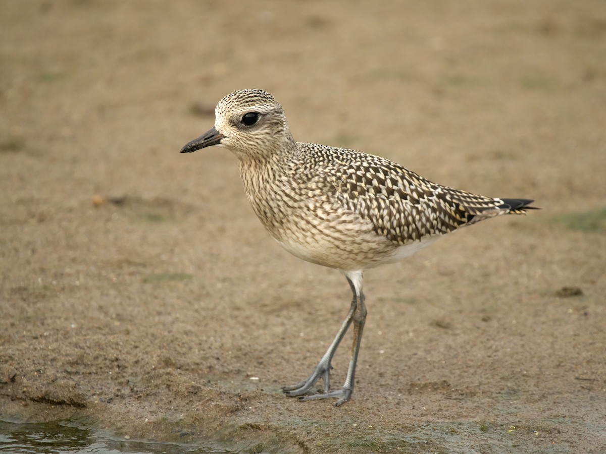 Black-bellied Plover - Gavin Edmondstone