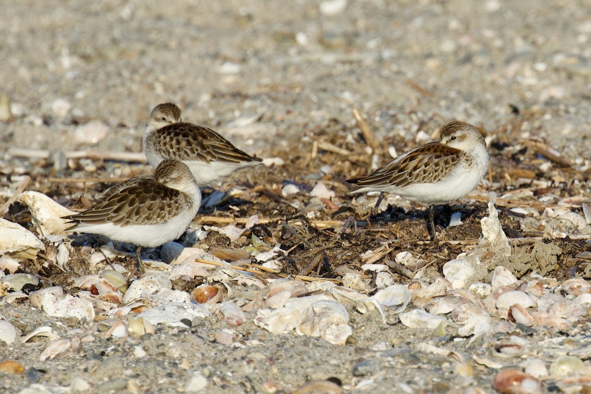 Bergstrandläufer - ML608588792