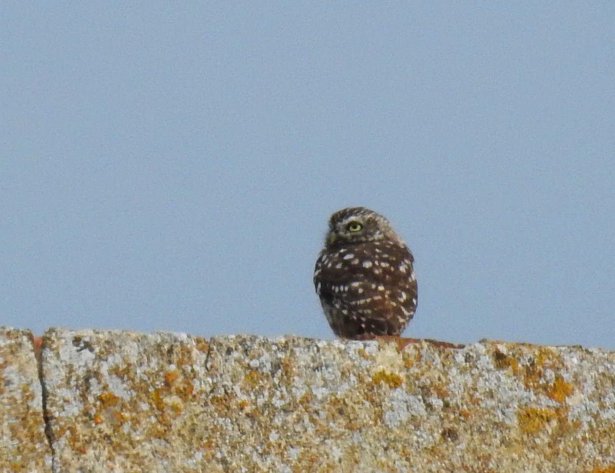 Little Owl - Hélio Batista