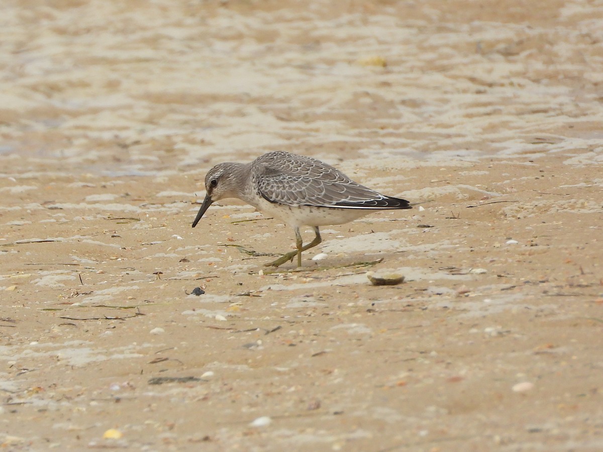 Red Knot - ML608588875