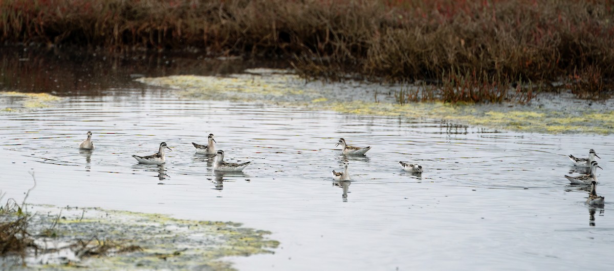 Red-necked Phalarope - ML608588909