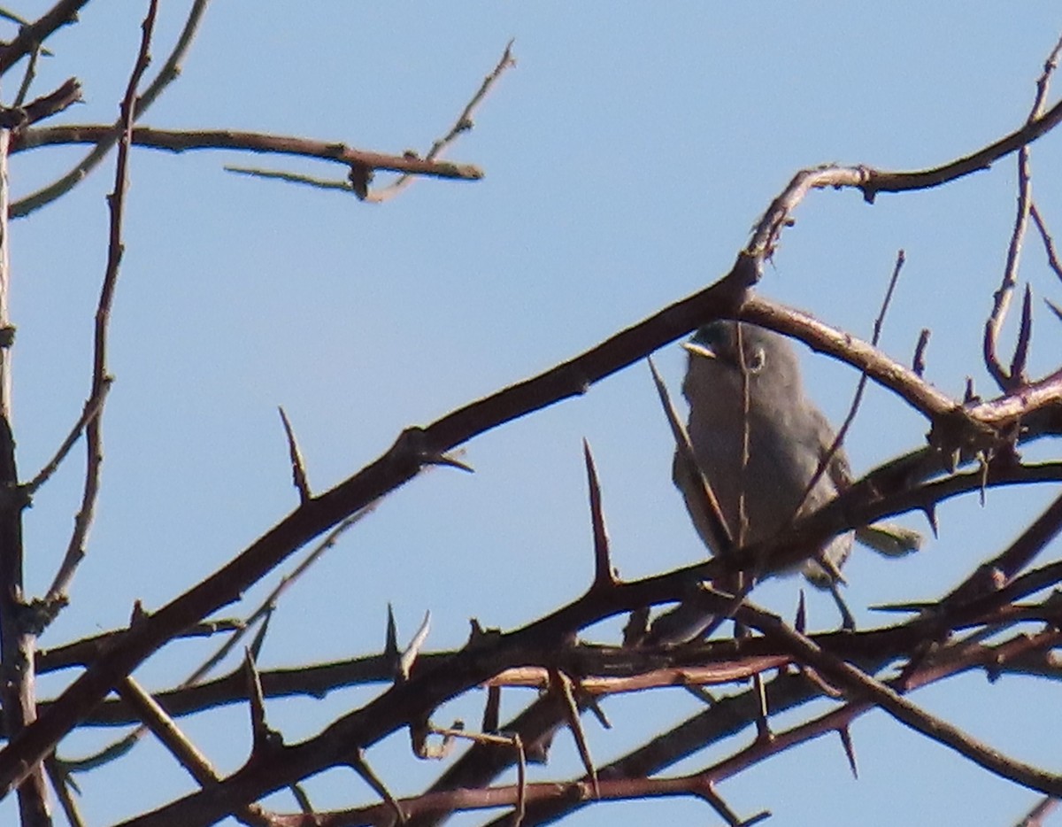 Blue-gray Gnatcatcher - ML608588947