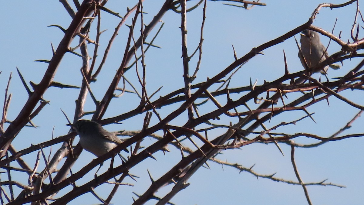 Blue-gray Gnatcatcher - ML608588949