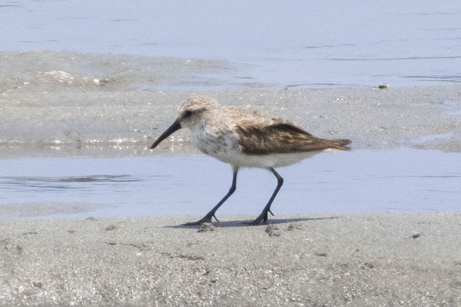 Western Sandpiper - ML608589105