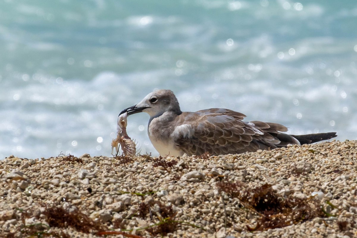 Laughing Gull - ML608589203