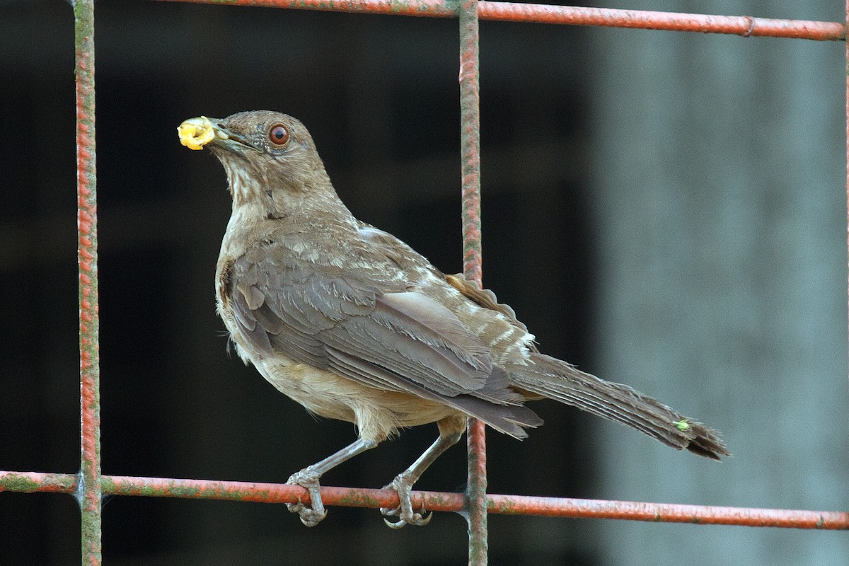 Clay-colored Thrush - ML608589244