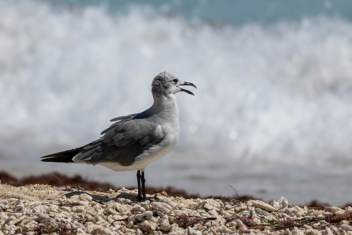 Laughing Gull - ML608589245