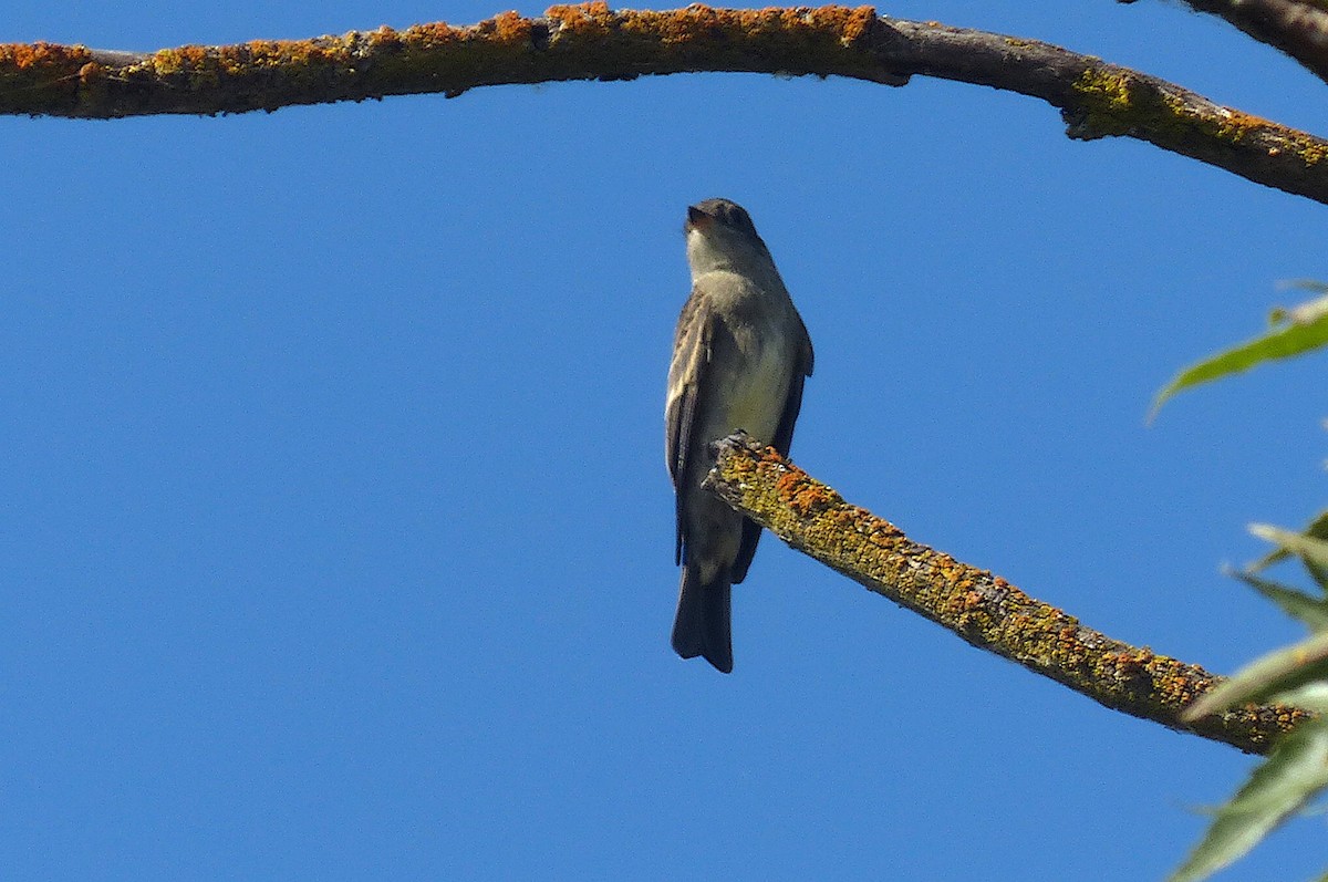 Western Wood-Pewee - ML608589265