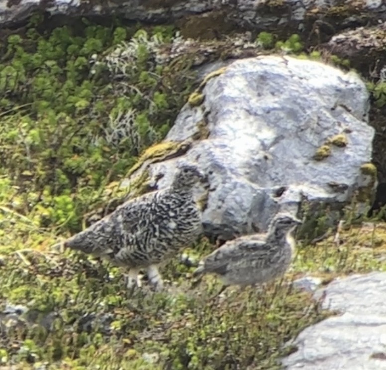 White-tailed Ptarmigan - ML608589277