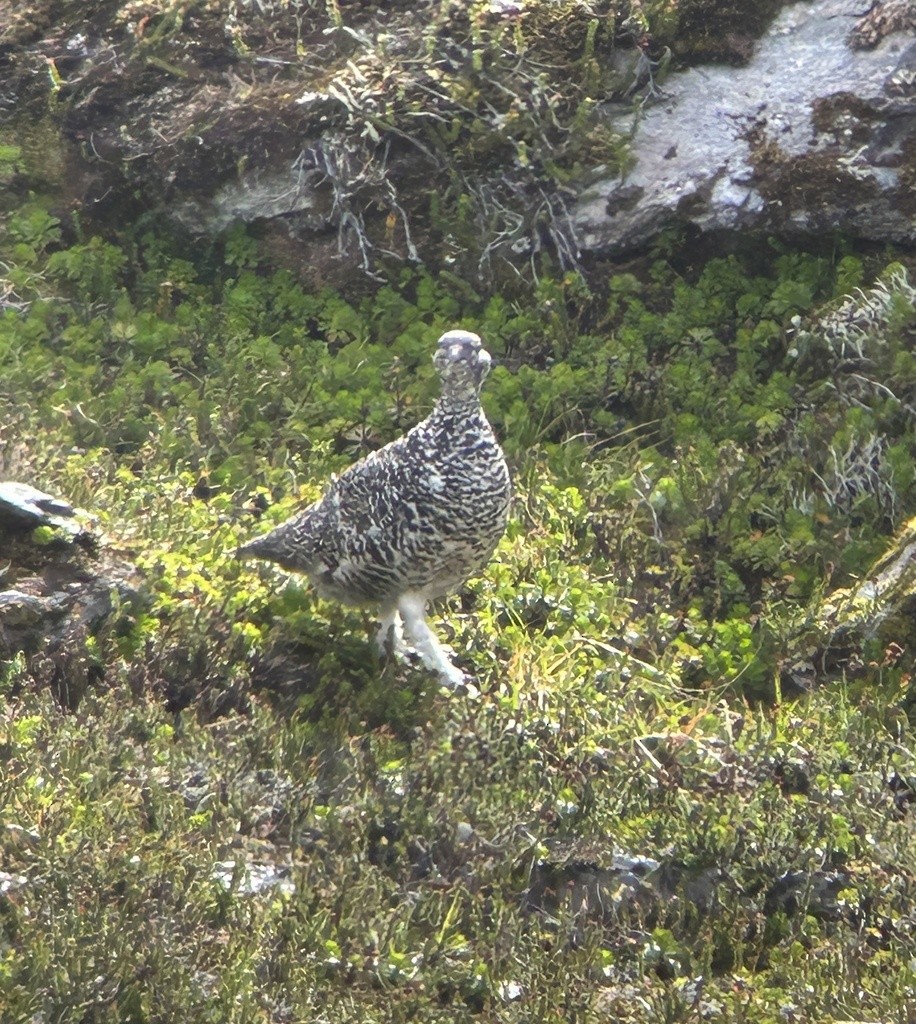 White-tailed Ptarmigan - Sam Darmstadt