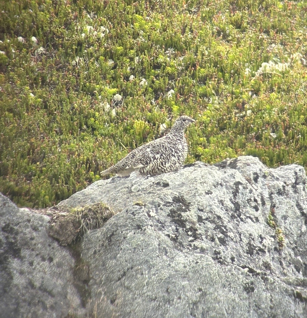 White-tailed Ptarmigan - Sam Darmstadt