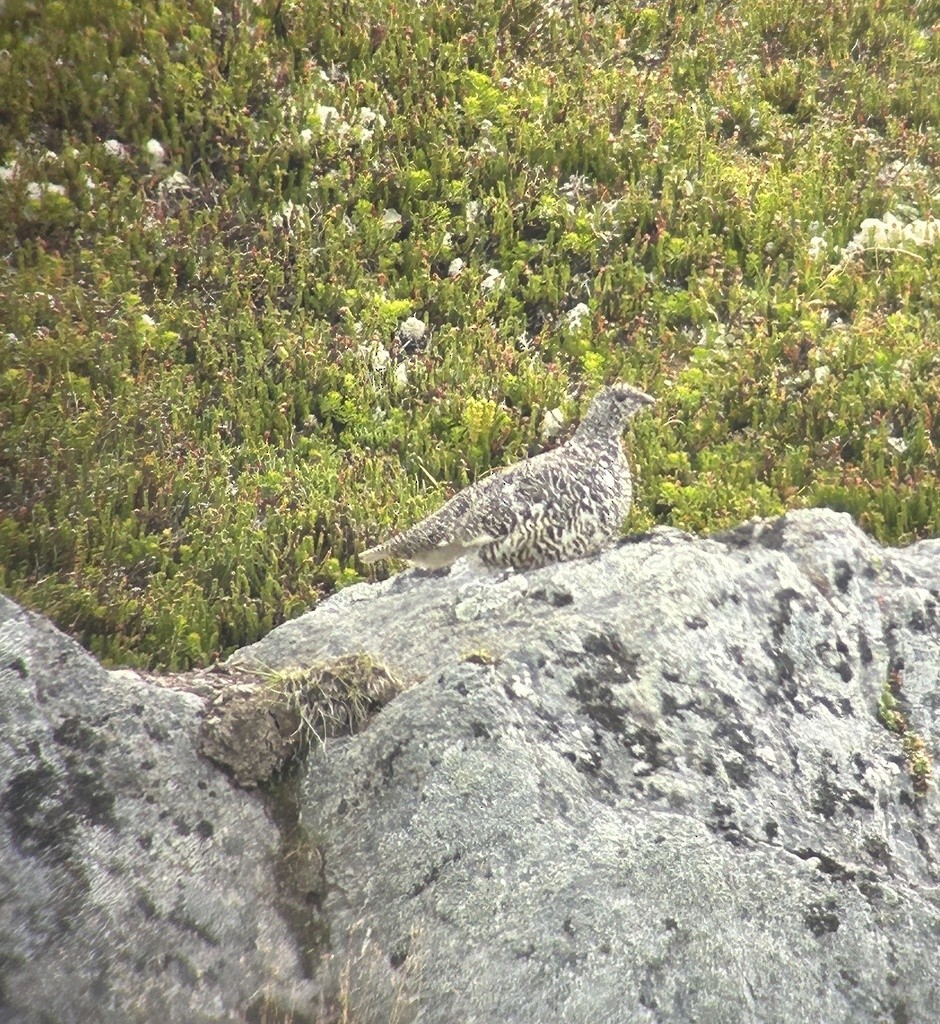 White-tailed Ptarmigan - Sam Darmstadt